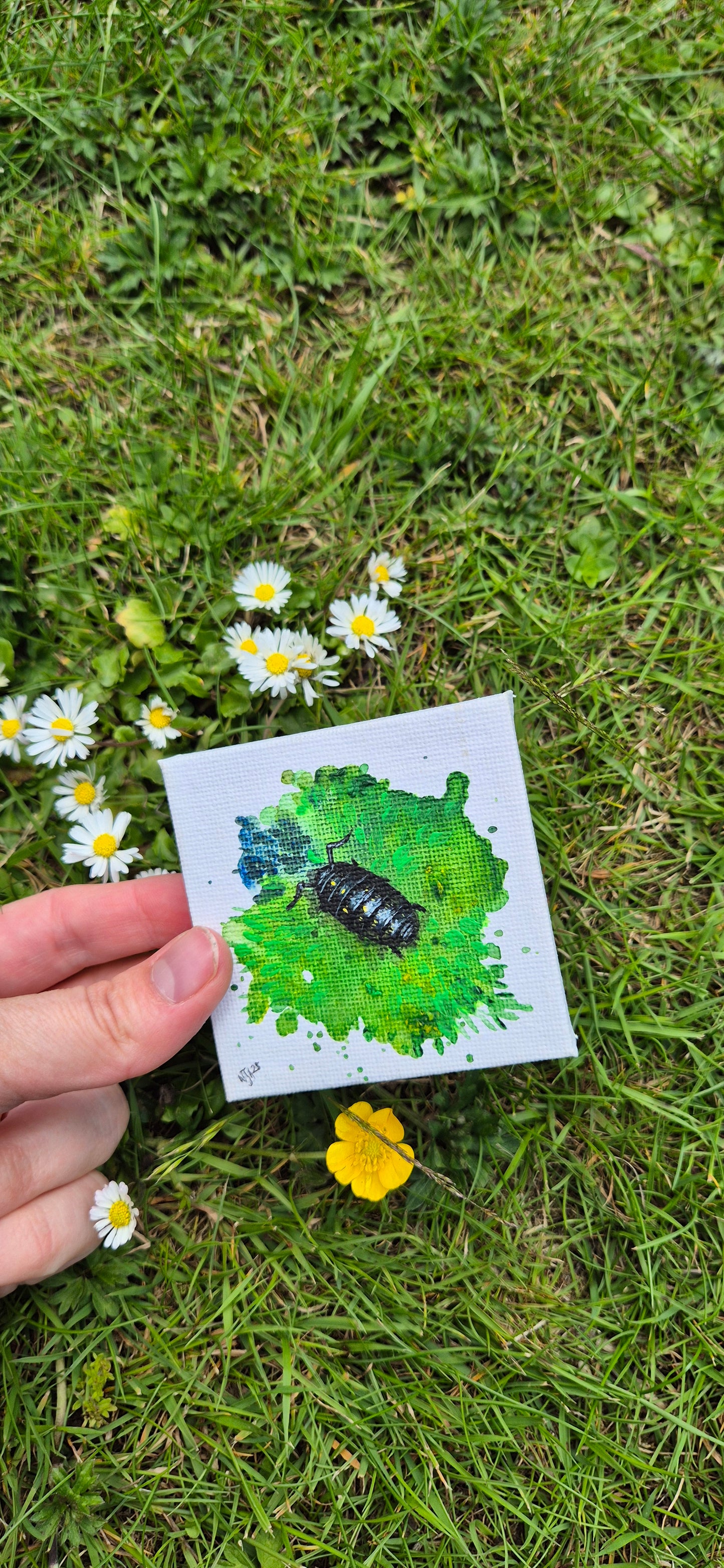 Woodlouse study I: Small and shiny