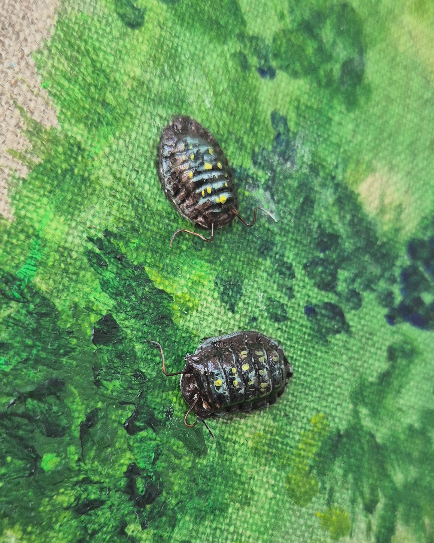 Woodlouse study 3: Co-regulate with me