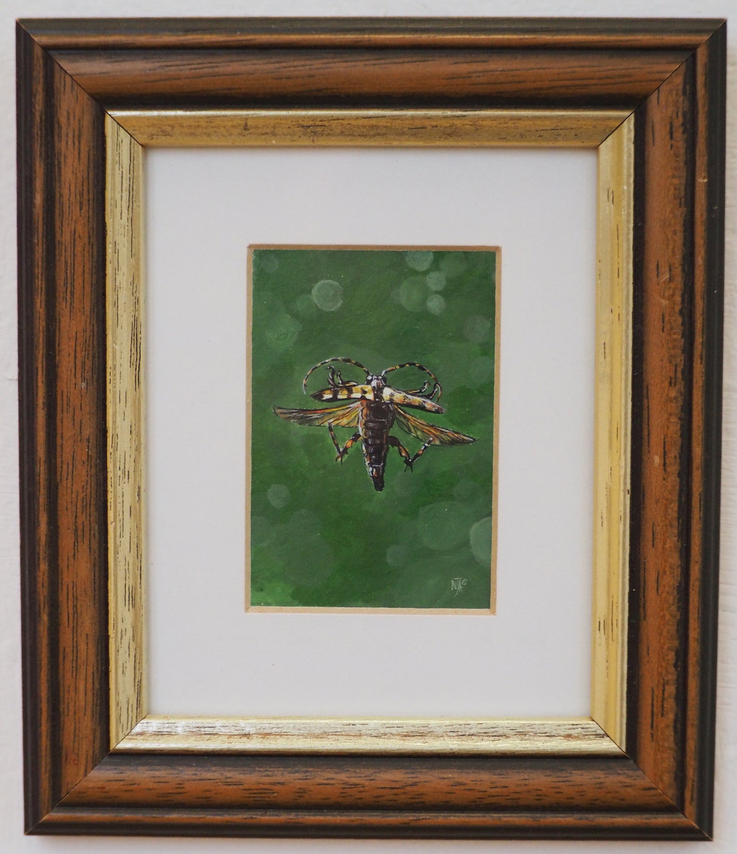 Spotted Longhorn beetle in flight