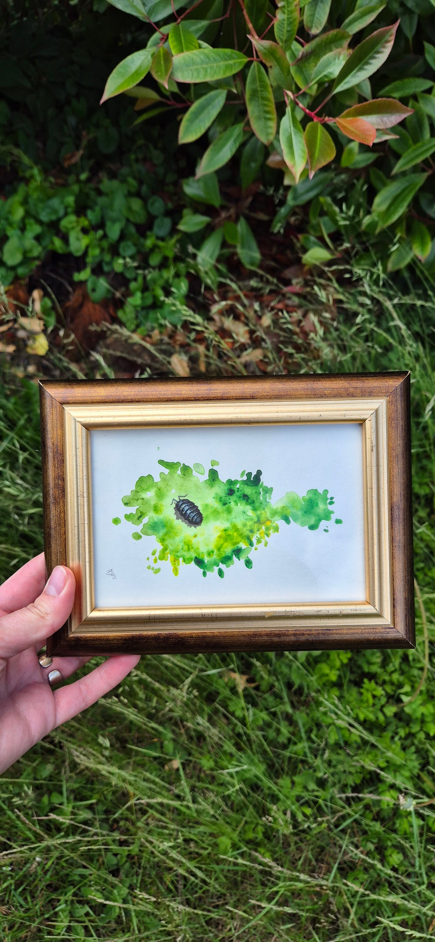 Woodlouse study 2: Woodland wander