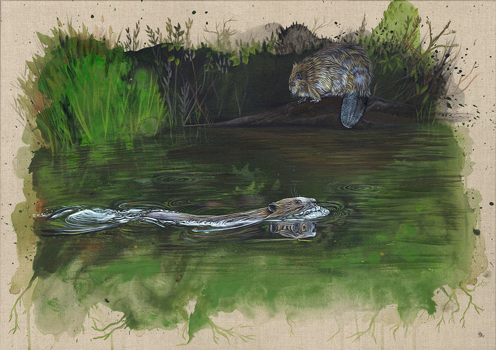 The beavers return - limited edition print