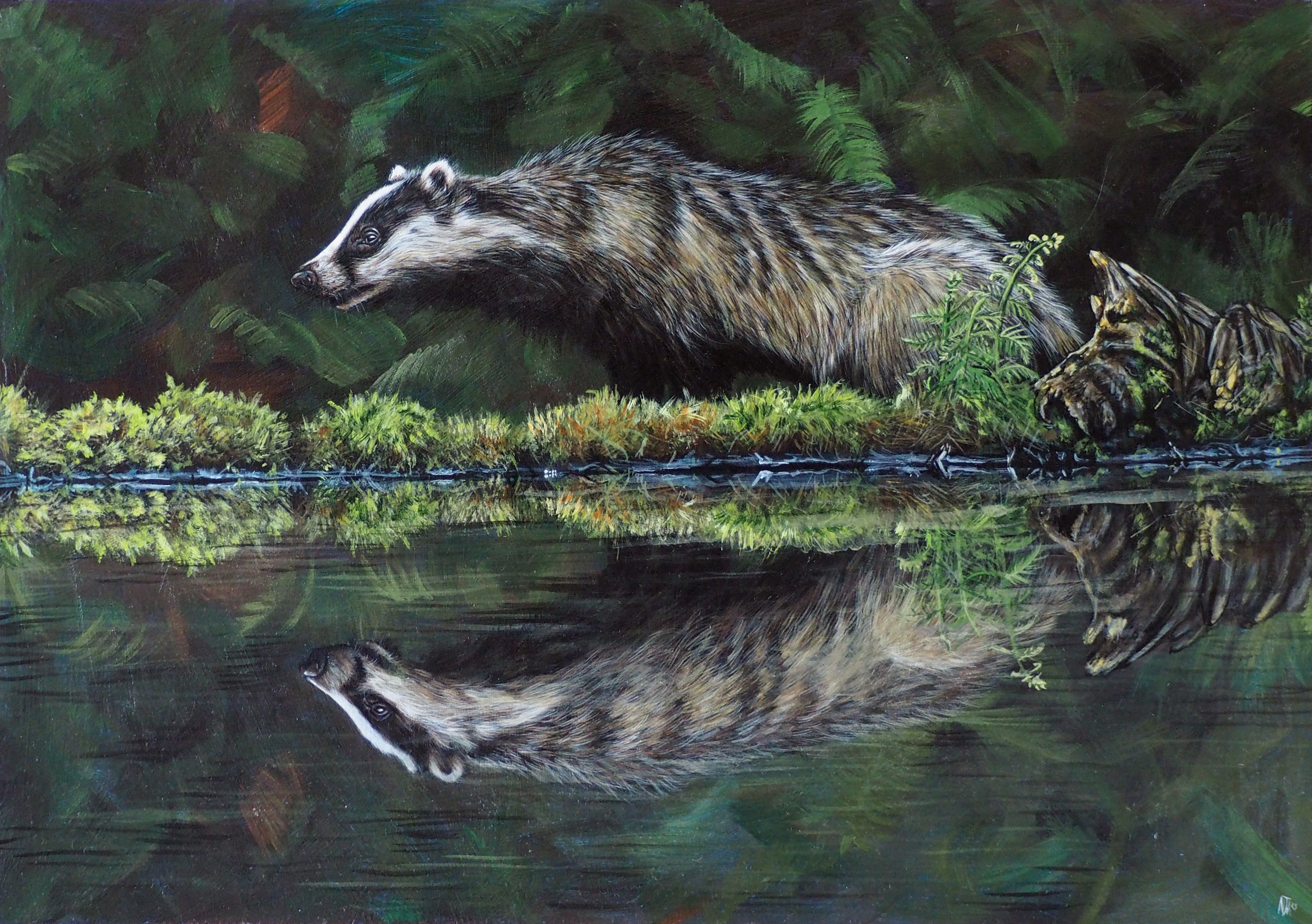 A painting of a badger reflected in the water to represent half of UK bagders killed in the badger cull. Painted by Naomi Joy Art with vegan paints.