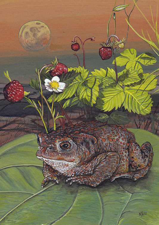 June toad