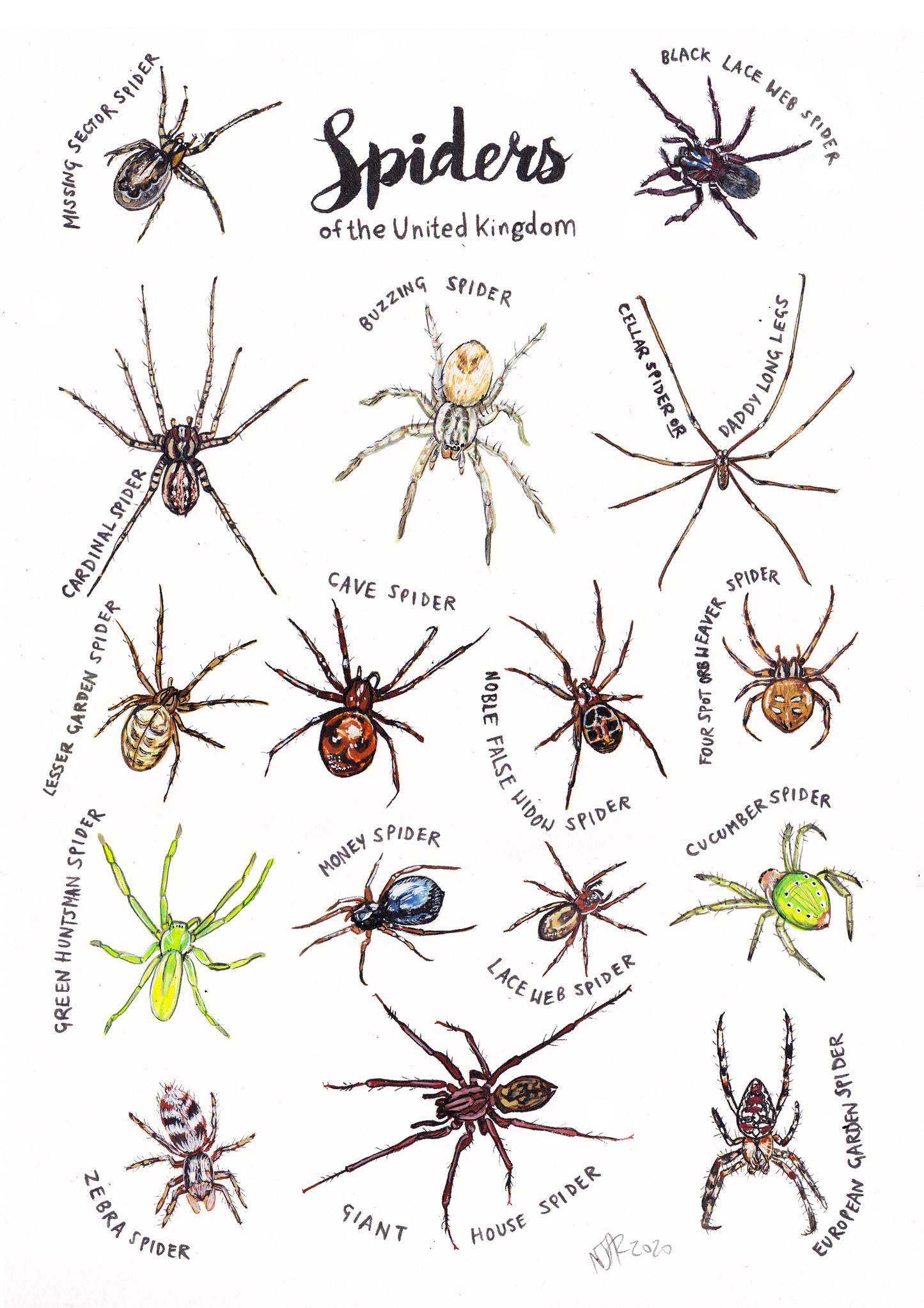 Spiders of the United Kingdom