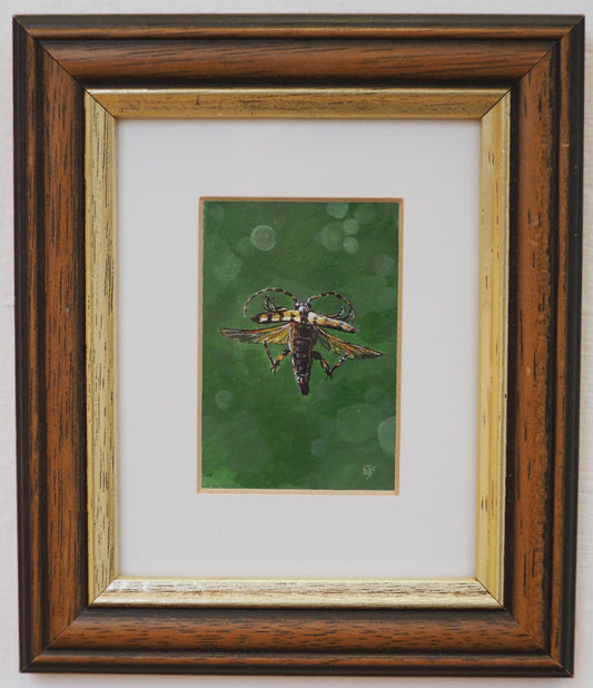 Spotted Longhorn beetle in flight