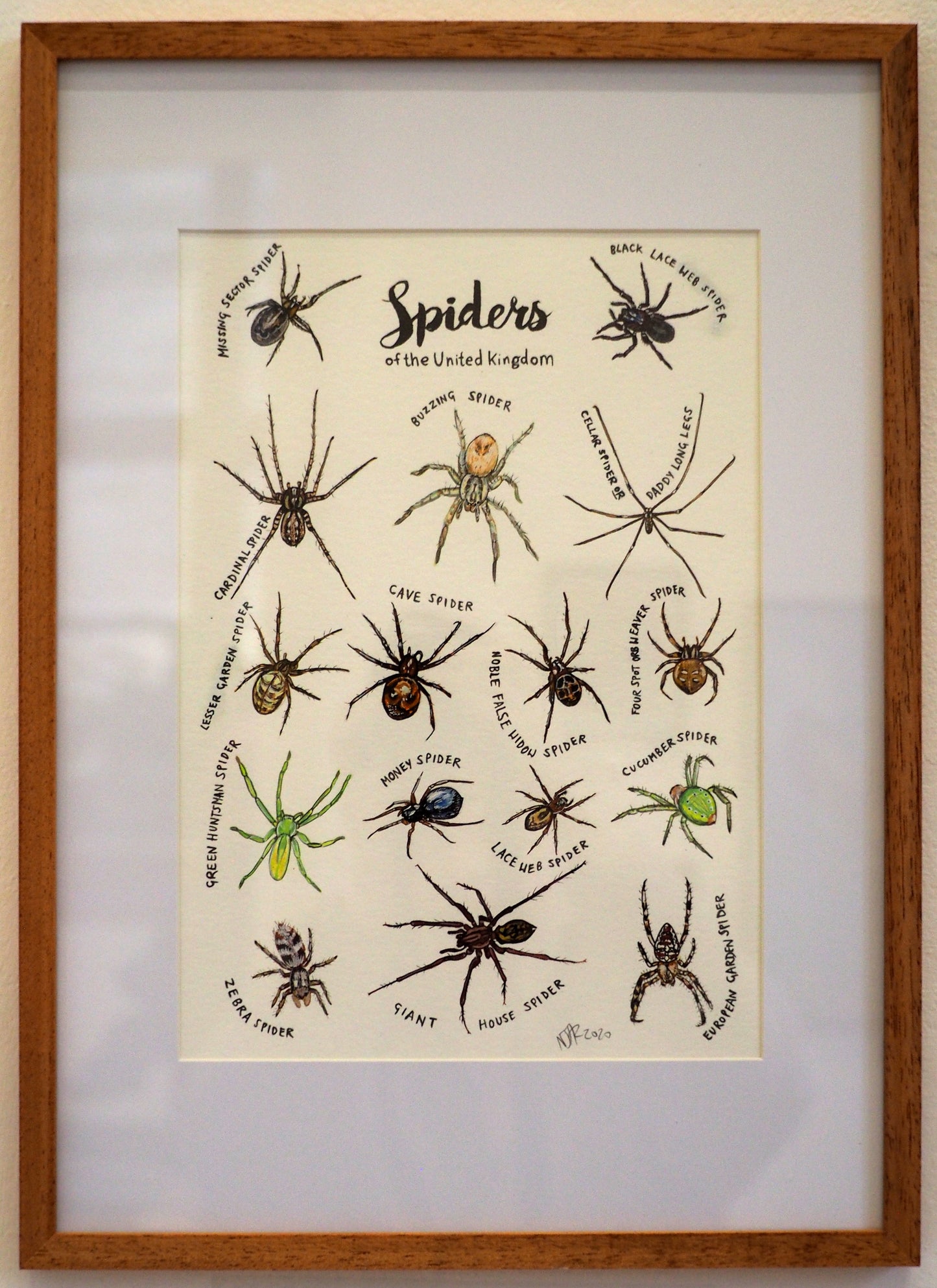 Spiders of the United Kingdom
